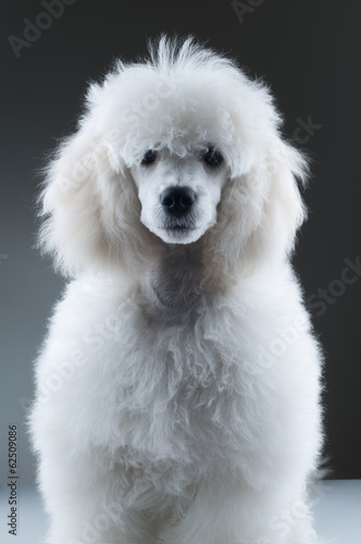 Portrait of the white poodle