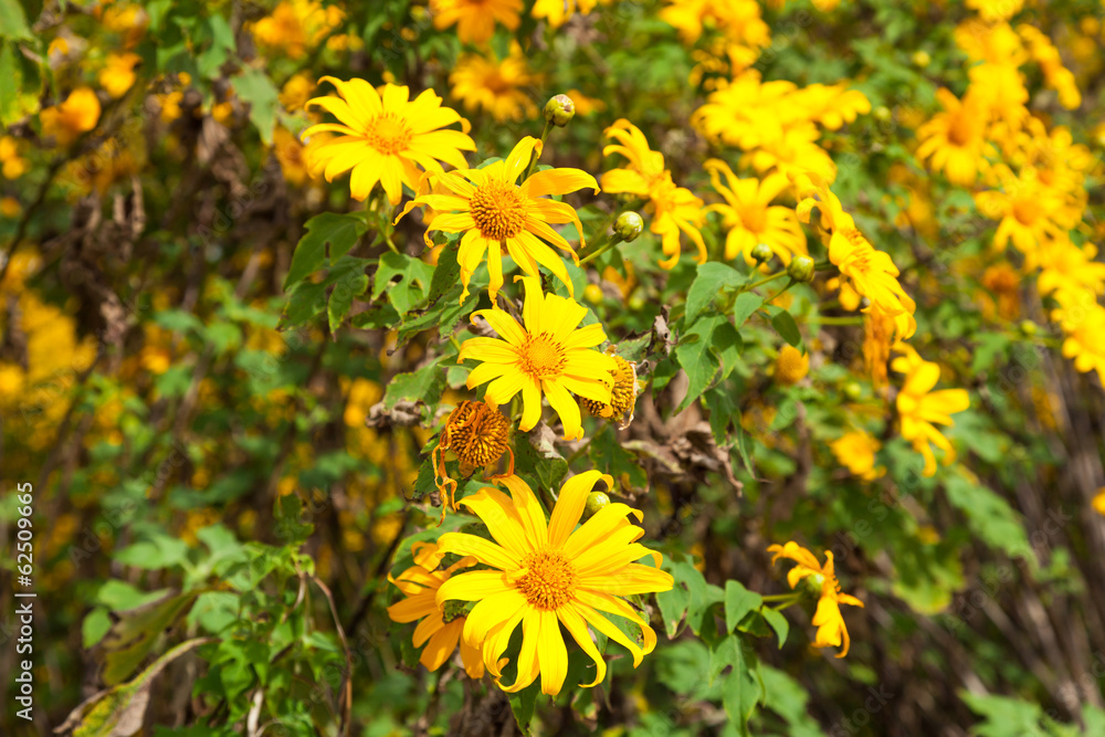 Yellow flowers Yellow flowers