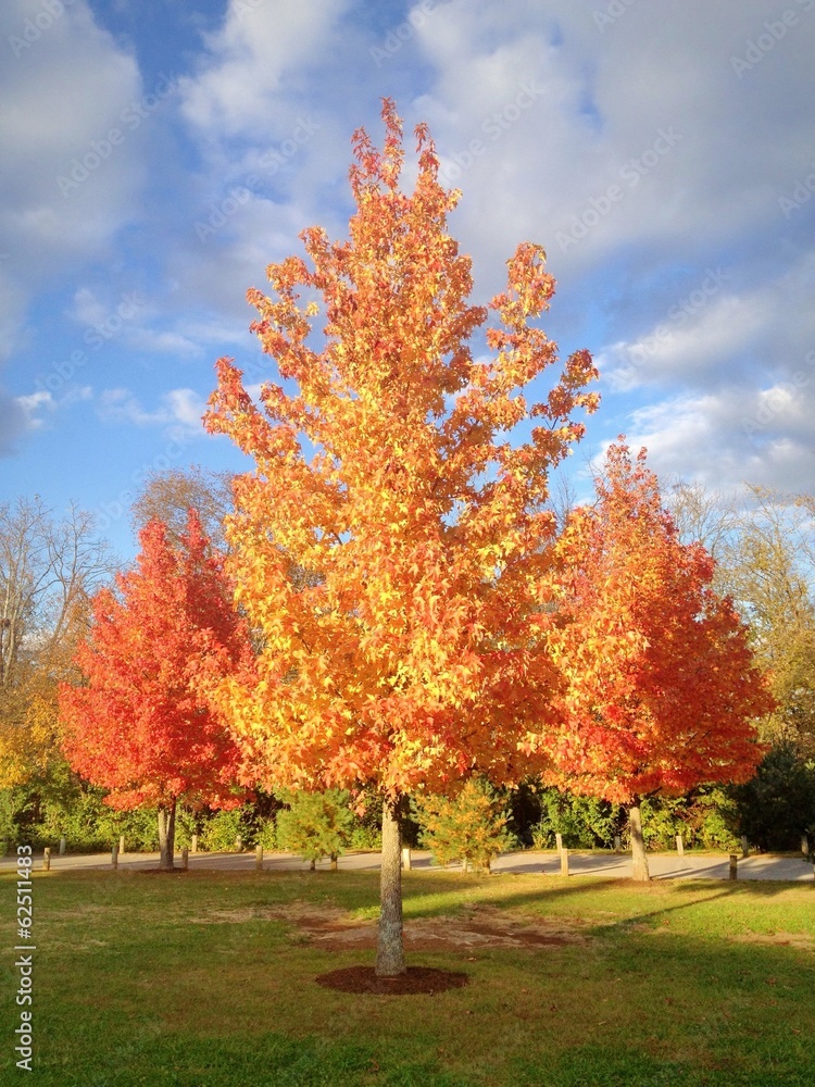Autumn maple trees at park