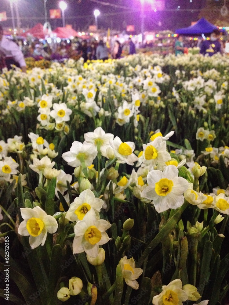 Fototapeta premium Narcissus