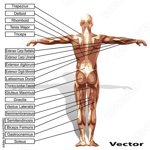 Vector human man anatomy with muscles text