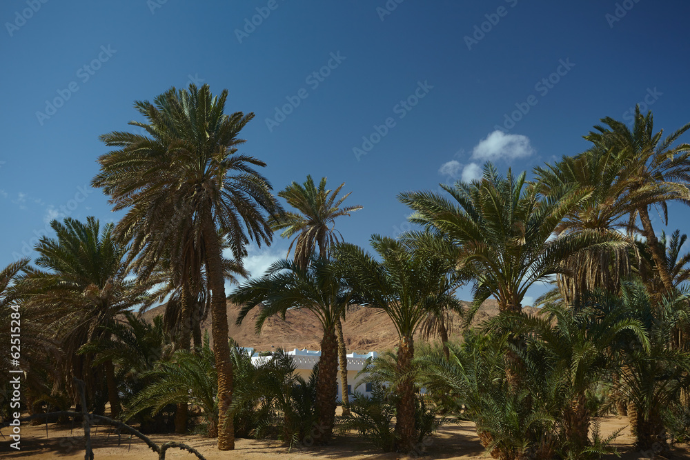 nice palm trees