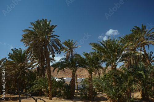 nice palm trees © fox17
