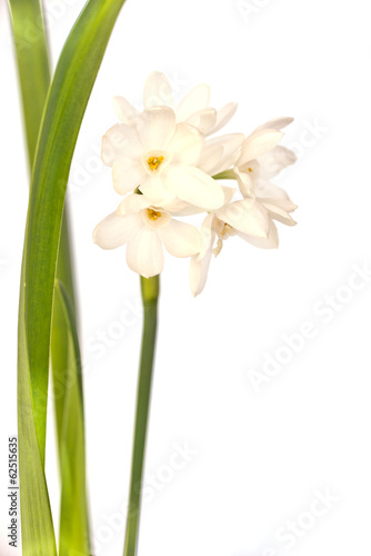 Fototapeta Naklejka Na Ścianę i Meble -  Narcisse blanc sauvage isolé fond blanc