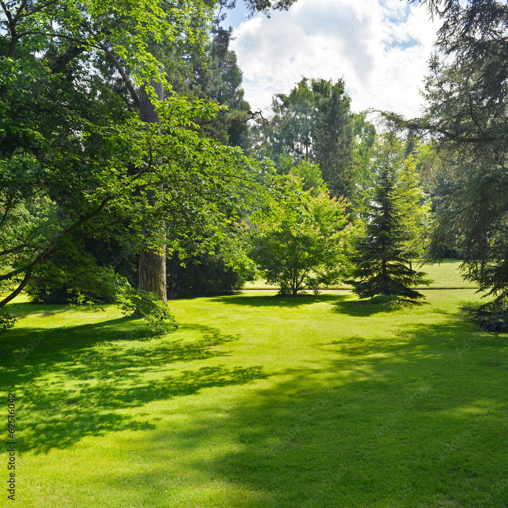 Obraz premium beautiful clearing