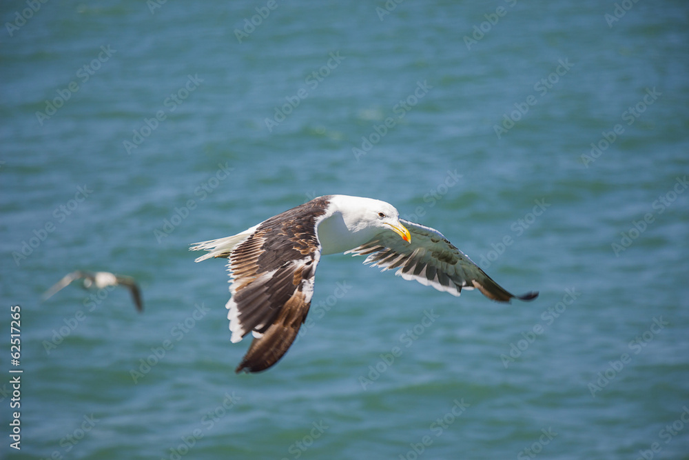 Fototapeta premium Flying Seagull Above the Ocean