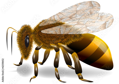 bee