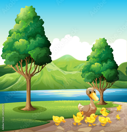 A family of duck at the riverbank