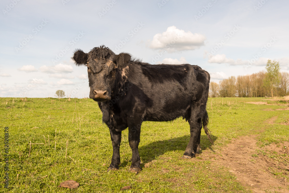 Curiously looking black cow standing alone Curiously looking black cow standing alone