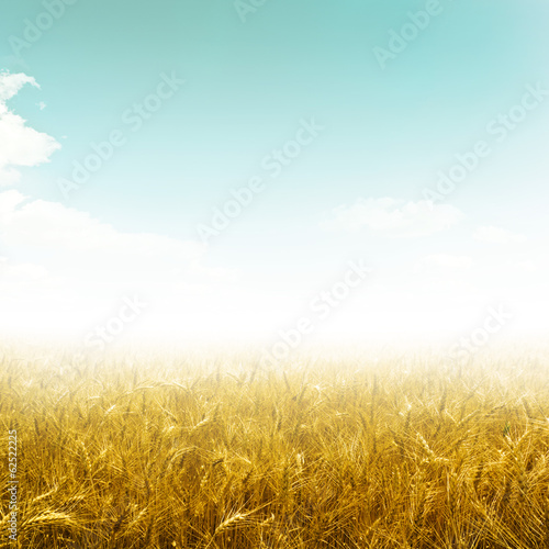 field wheat
