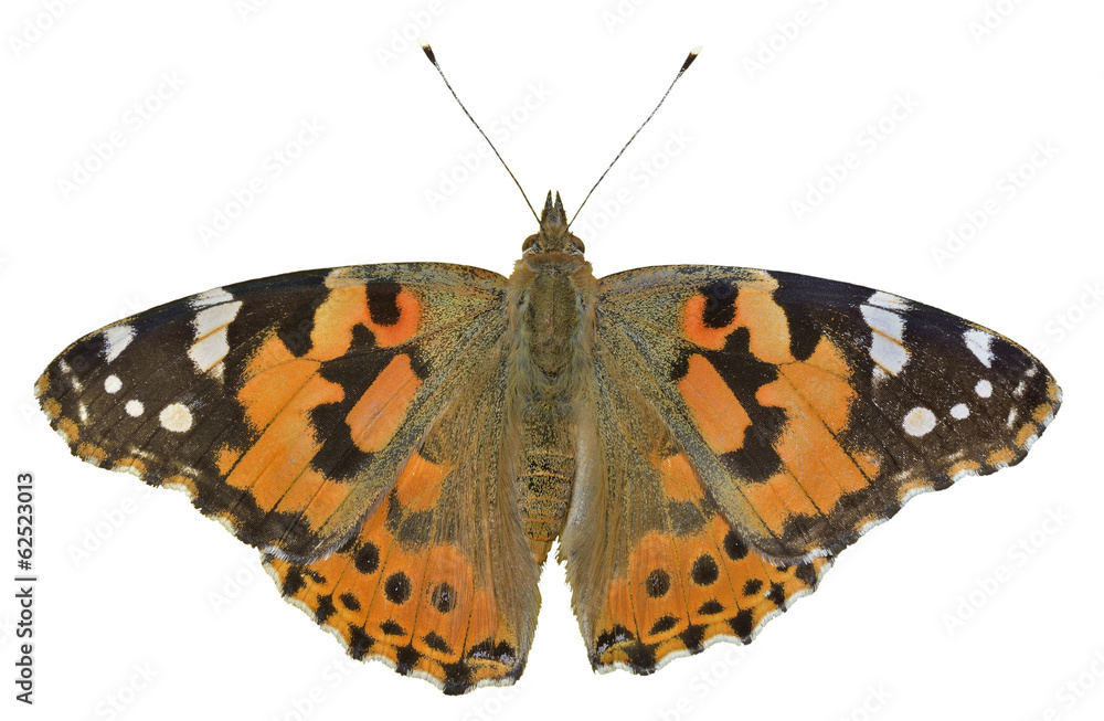 Naklejka premium Butterfly (Vanessa cardui) 14