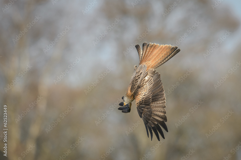 Fototapeta premium Diving Red Kite