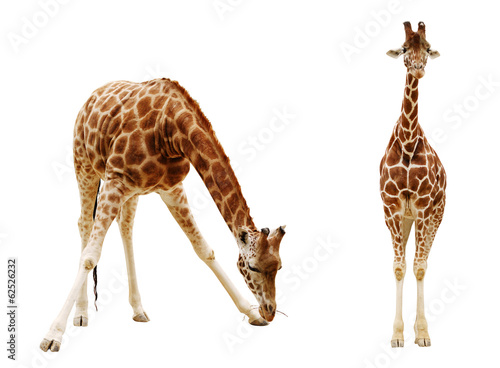 Giraffe isolated on white background photo