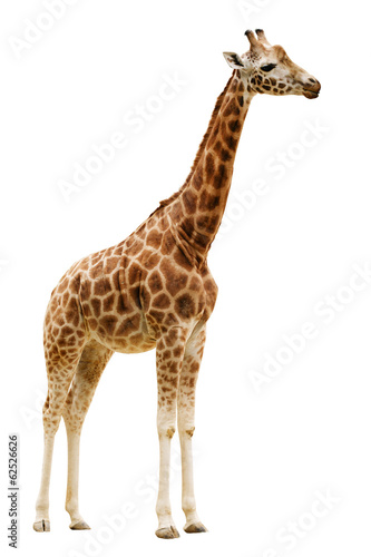 Giraffe isolated on white background. photo