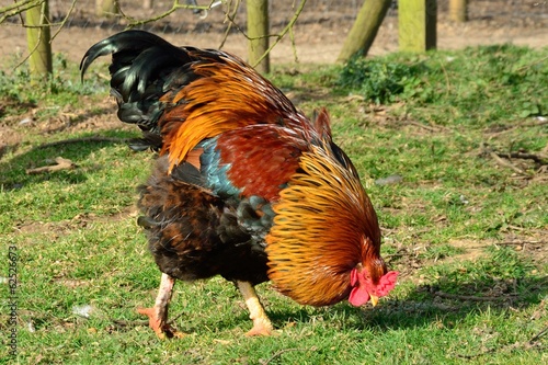 Valokuva handsome cockerel