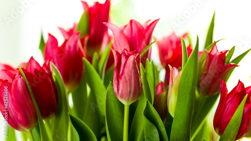 Tulips © Fischer Food Design