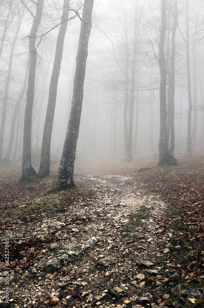 Obraz premium trail in forest