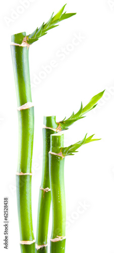 lucky bamboo