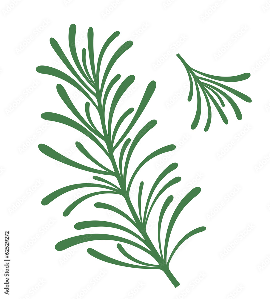 Fototapeta premium Rosemary