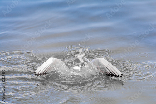 Seagull Submerged