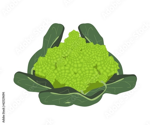 Fresh Romanesco Broccoli Cabbage on White Background