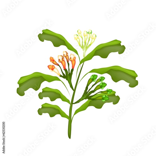 Fresh Clove Plant on A White Background