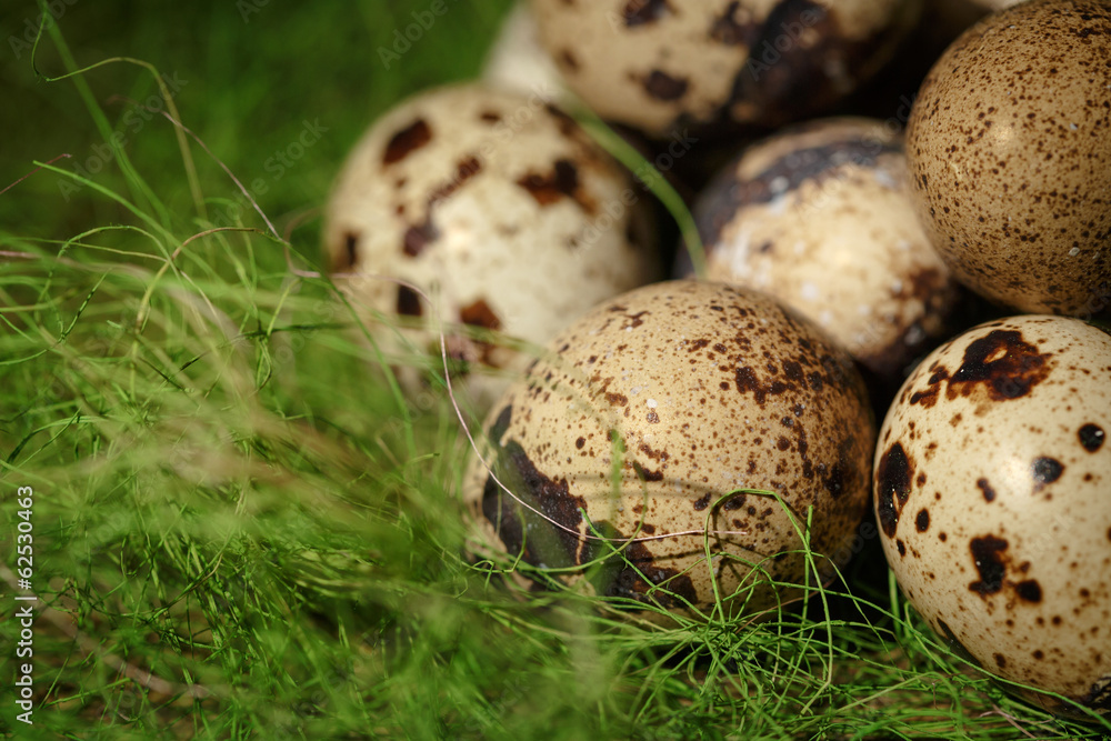 Obraz premium Quail eggs on grass