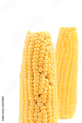 Close up of fresh corn ear.