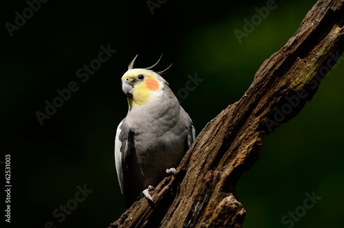 A beautiful cockatiel bird