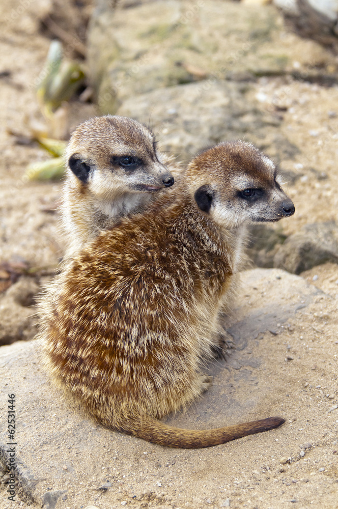 Fototapeta premium Meerkat or suricate