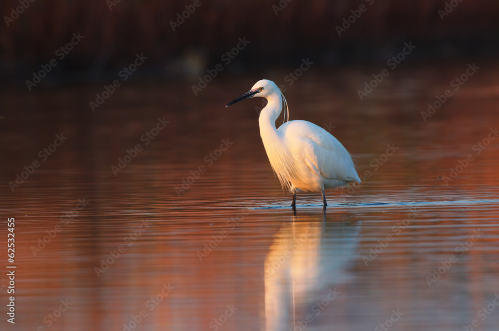 Egretta garzetta