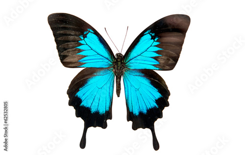 butterfly isolated