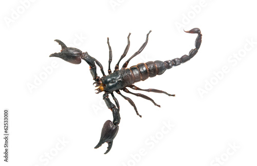 Scorpion isolated © ksena32