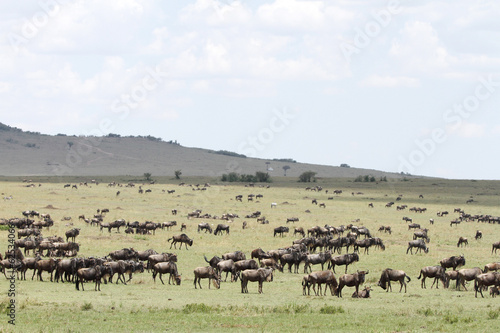 Wallpaper Mural Wildebeests grazing the wide spread grassland Torontodigital.ca