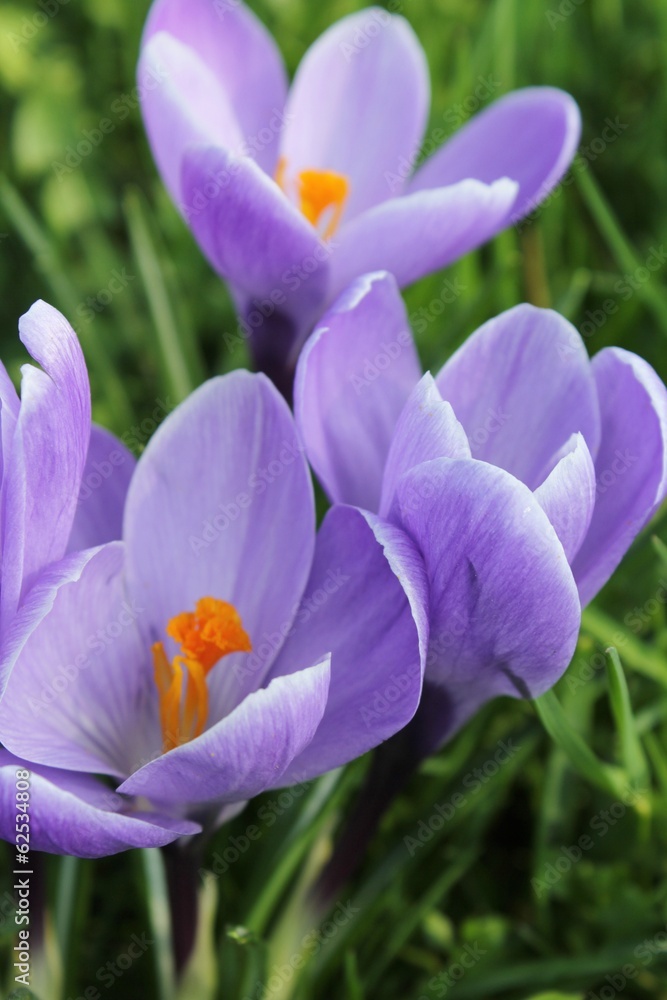 Crocus au jardin Crocus au jardin