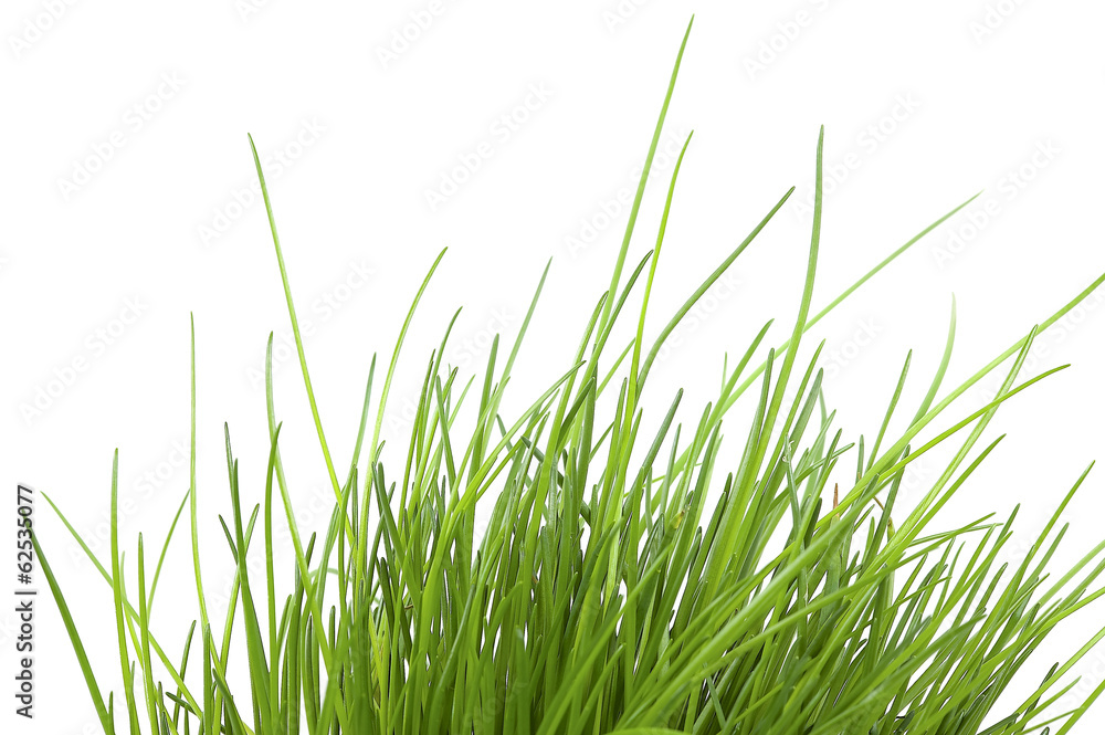 Chives Over White Background Chives Over White Background