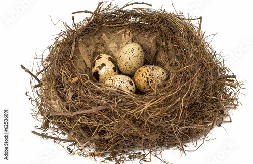 Nest with eggs