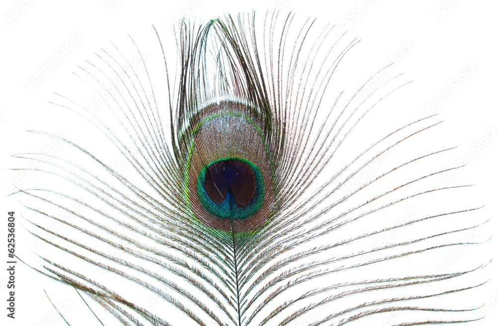 Fototapeta premium peacock feather