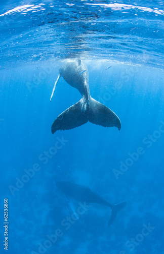 Humpback Whales #62536860