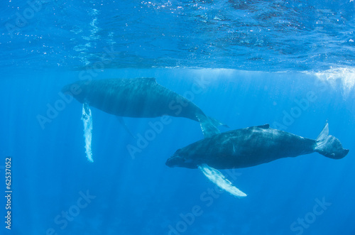 Humpback Whales © ead72