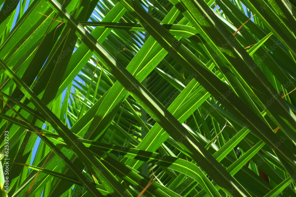 palm leaves background palm leaves background