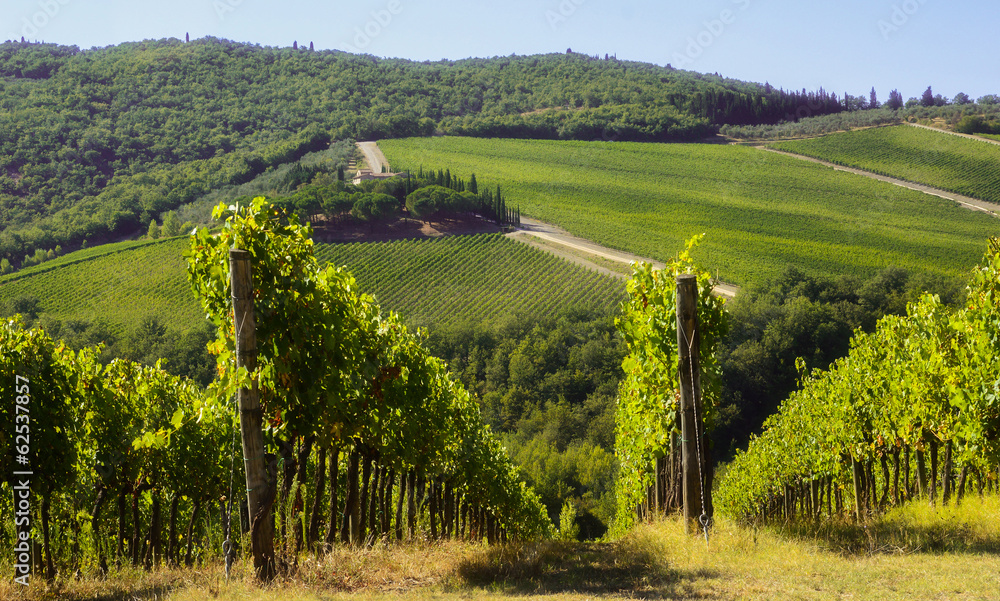 Obraz premium Vigne in Chianti