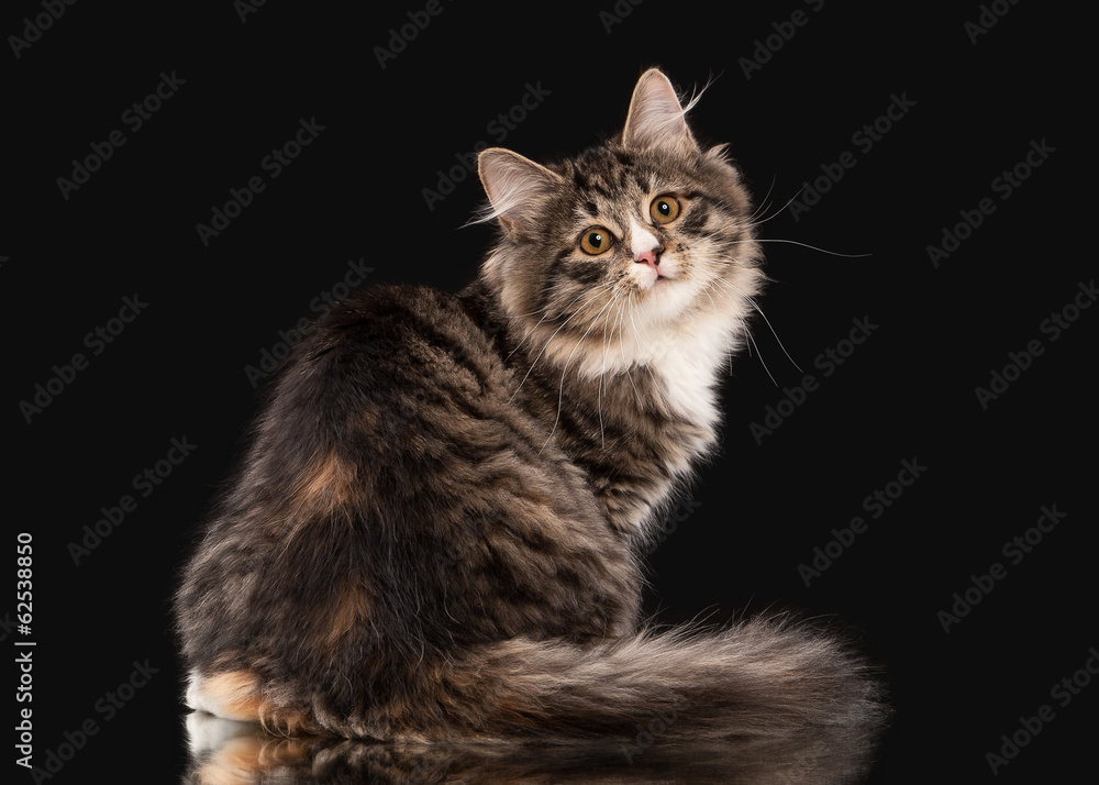 Tortoise siberian kitten on black background Tortoise siberian kitten on black background