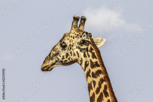 Fototapeta Naklejka Na Ścianę i Meble -  giraffa8