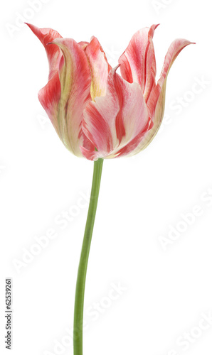 Fototapeta Naklejka Na Ścianę i Meble -  tulip