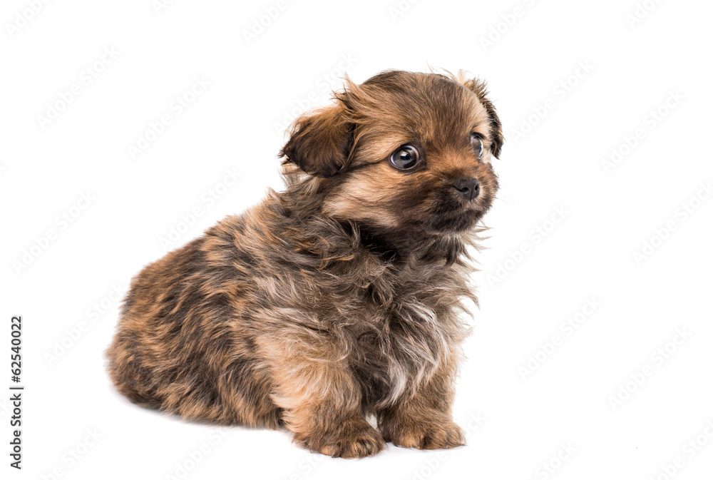 puppy isolated puppy isolated