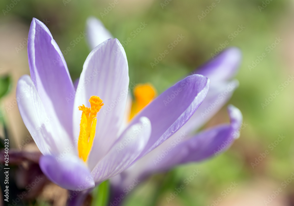 Krokus in einem Garten Krokus in einem Garten