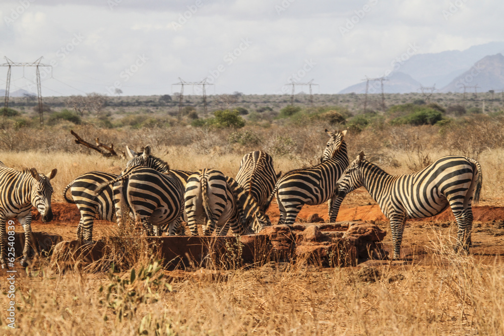 Fototapeta premium Zebre in savana
