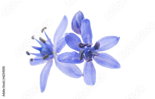 first spring flower - scilla siberica