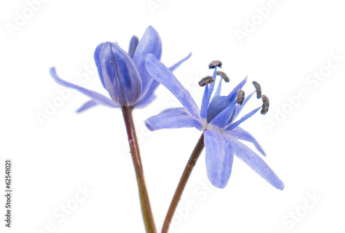 first spring flower - scilla siberica